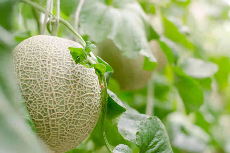 Salmonella risks cantaloupe farm