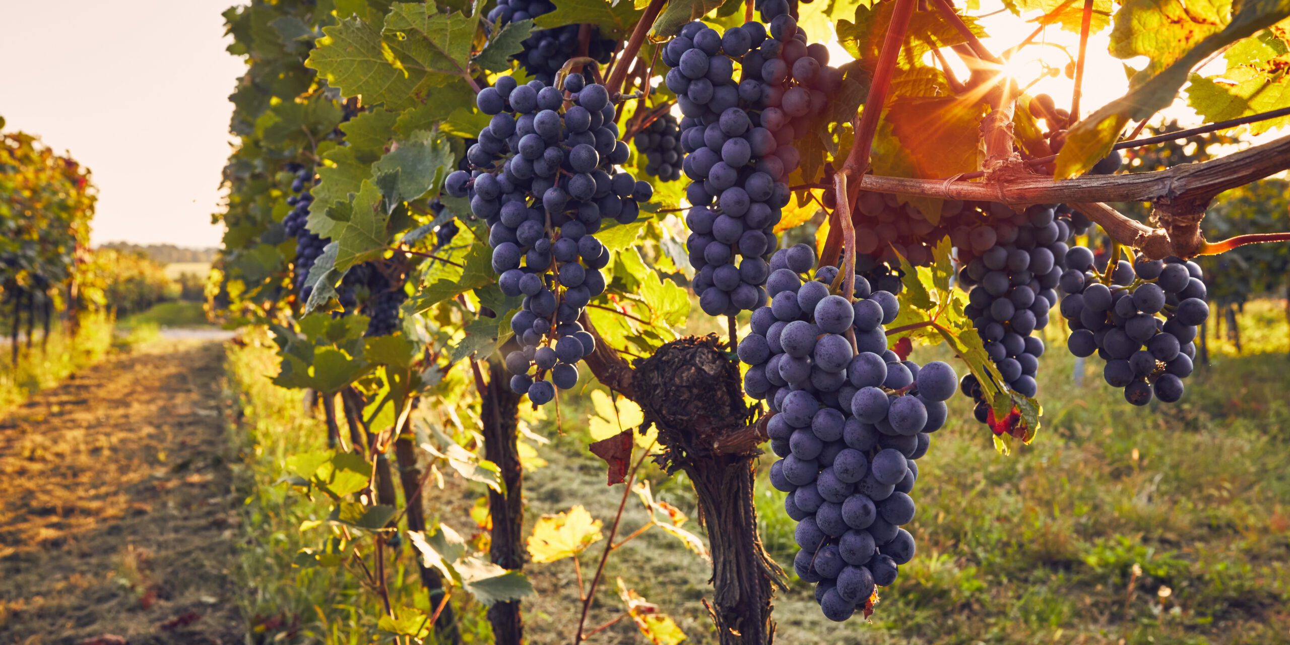 dealcoholized wine vineyard with grapes